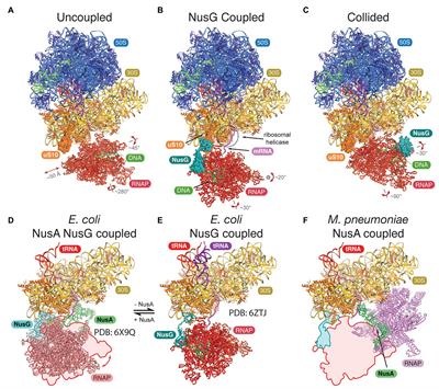 Coupling of Transcription and Translation in Archaea: Cues From the Bacterial World